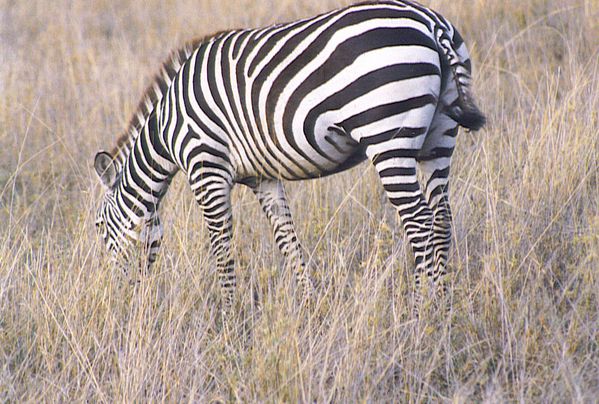 zèbre.tanzanie