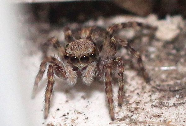 pseudeuophrys lanigera (9)