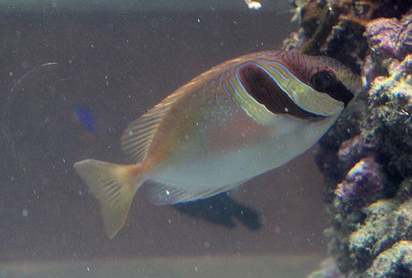 poisson renard à tête barrée (2)