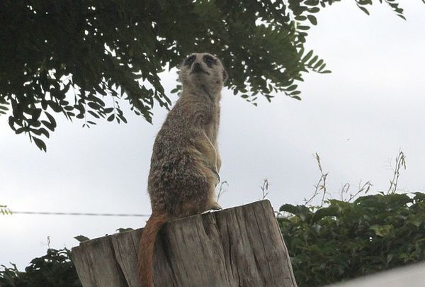 suricate (5)