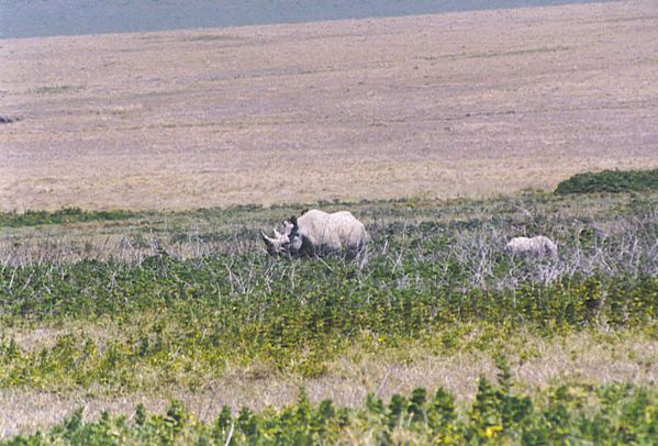 rhinoceros blanc tanzanie
