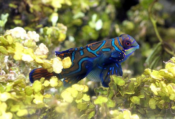 poisson mandarin
