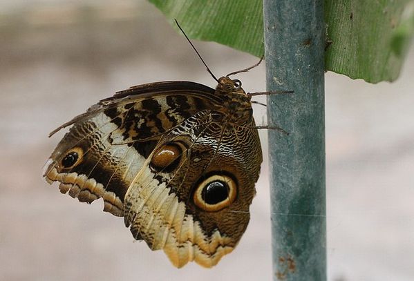 caligo atreus (3)