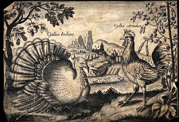 dinde-et-coq-etonnant.jpg