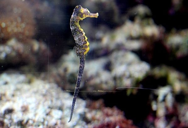 hippocampe (2)