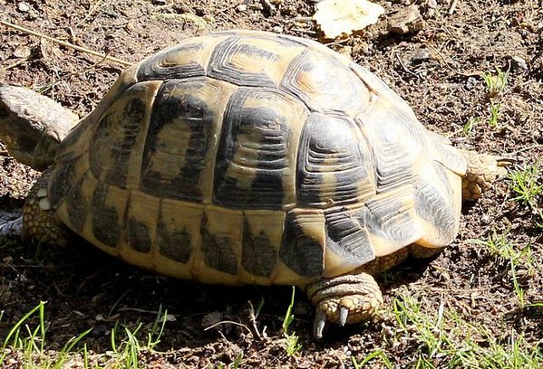 tortue d'hermann
