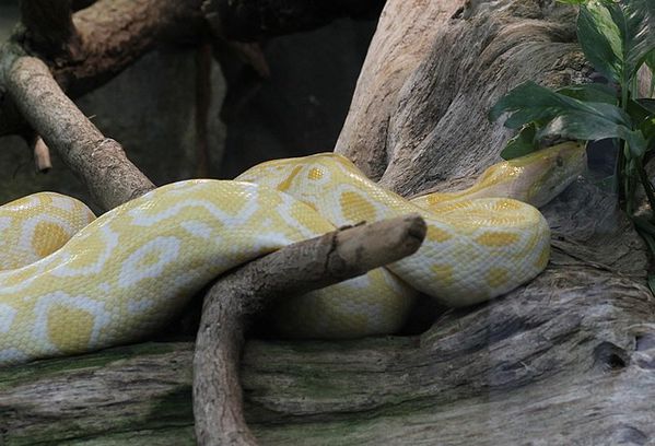 python molure Python molurus bivittatus albinos