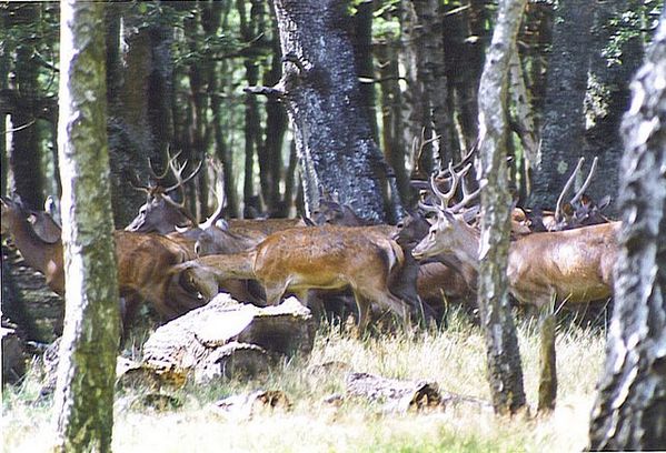 cerfs 2 rambouillet