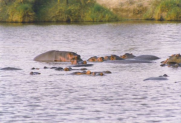 hypoppotame tanzanie 2 00