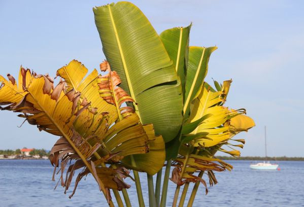 fleurs-floride 2859