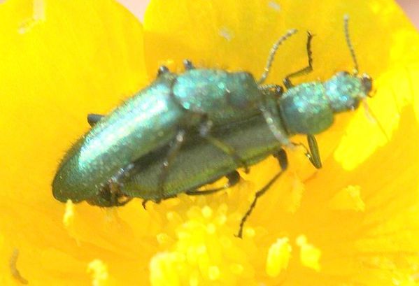 psilothrix viridicoeruleus (3)