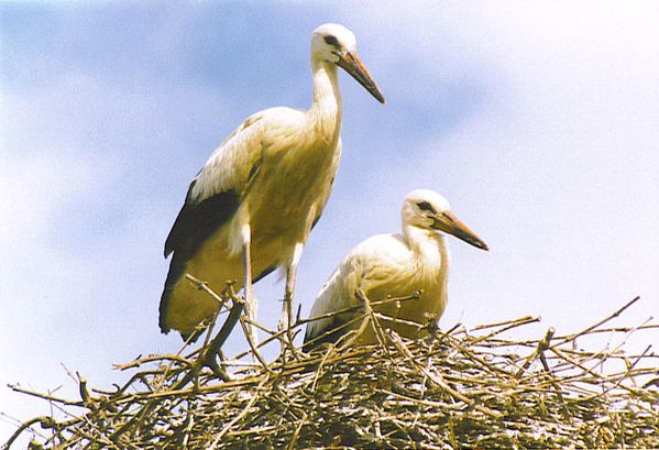 cigogne.jpg