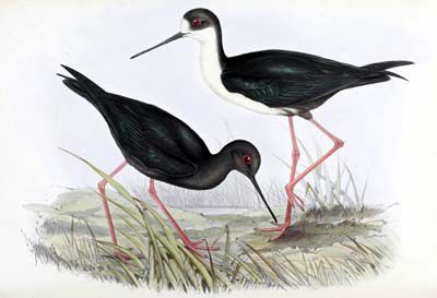 Gould Birds of New Guinea vol 6 pl 25 New Zealand Stilt