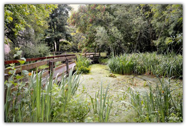 Arboretum-de-Nanteuil 3186