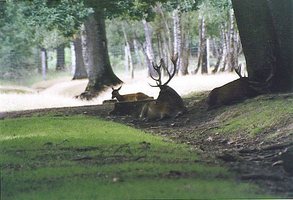 cerf rambouillet