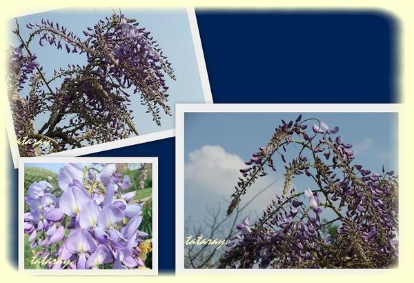 glycine-R.jpg