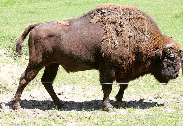 bison d'europe 3