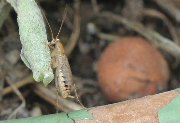 blatte sauvage (7)