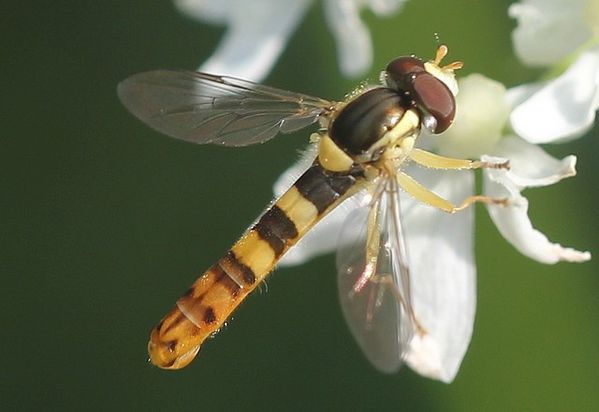 syrphe porte plume mâle Sphaerophoria scripta Linné (2)
