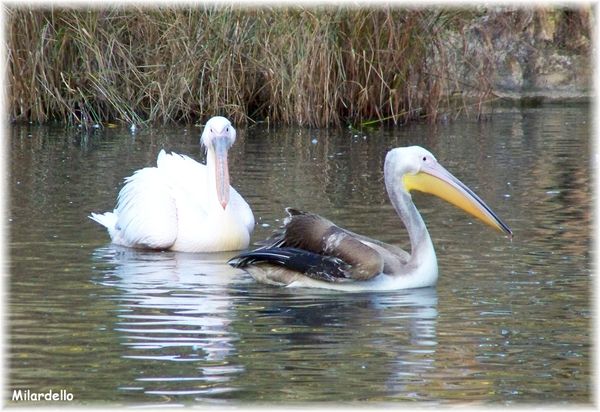 pelican-blanc-juvenile-3.jpg