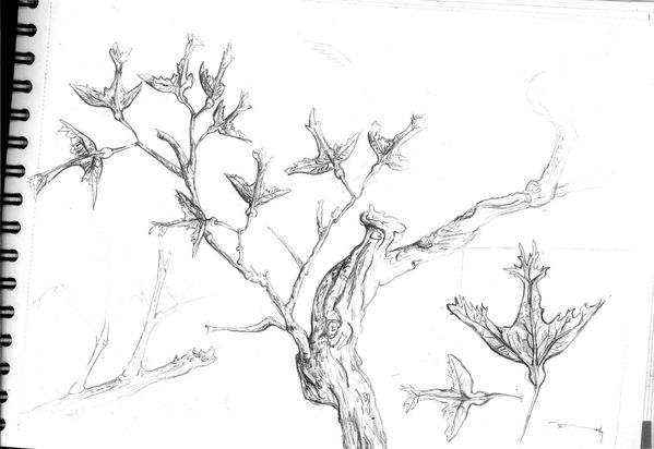 arbre a noé (3)