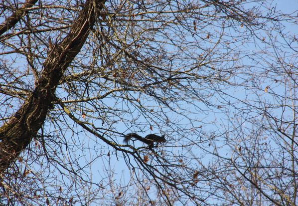 Animaux-3-4912-Ecureuil-jpg