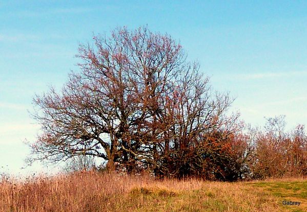 v04 - Arbre & haie