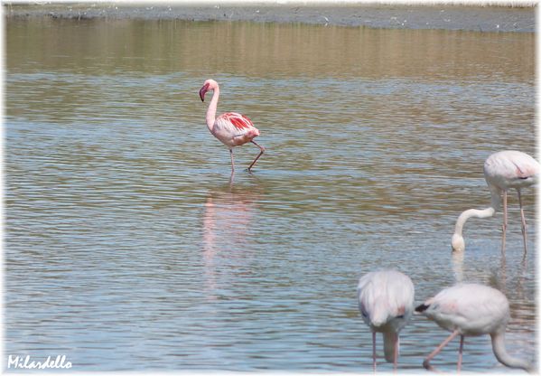 FLAMANT-NAIN-parc-de-pont-de-Gau-stes-maries-de-la-mer.JPG