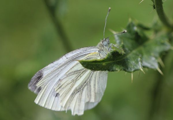 pierides 2911