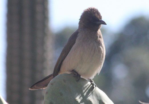 bulbul des jardins 2