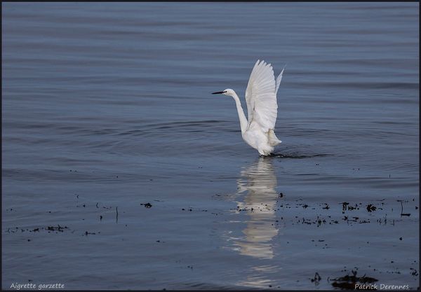 OT3A8243aigrette900Cadre.jpg