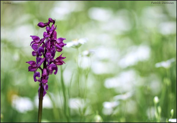 pot-pourri-12-7830Orchis900Cadre.jpg