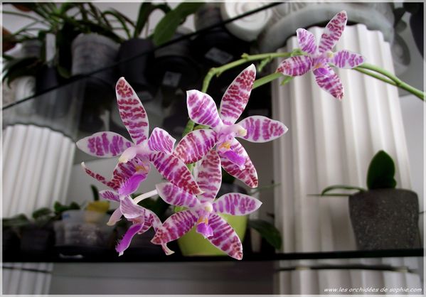 Phalaenopsis lueddemanniana