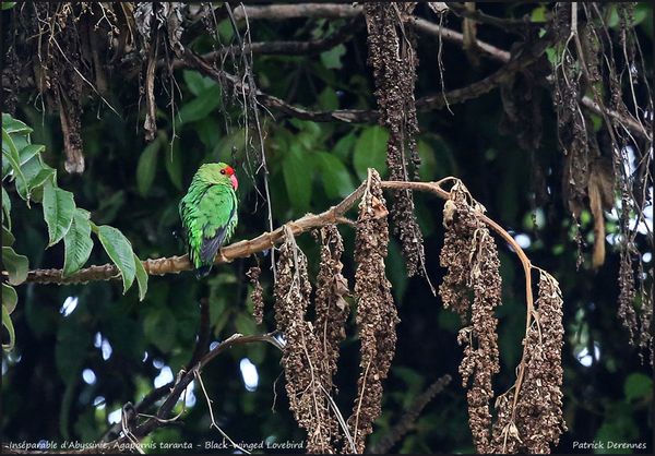 OT3A1669lovebird900Cadre.jpg