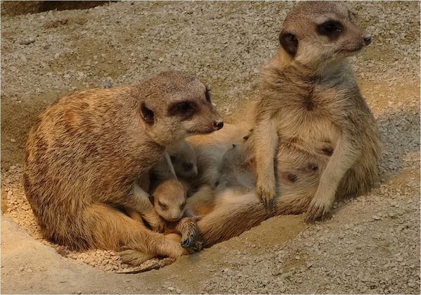 bebes-suricate-zoo-stuttgart.jpg