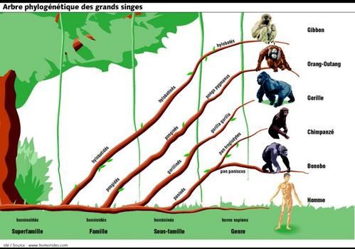 arbre_des_singes.jpg