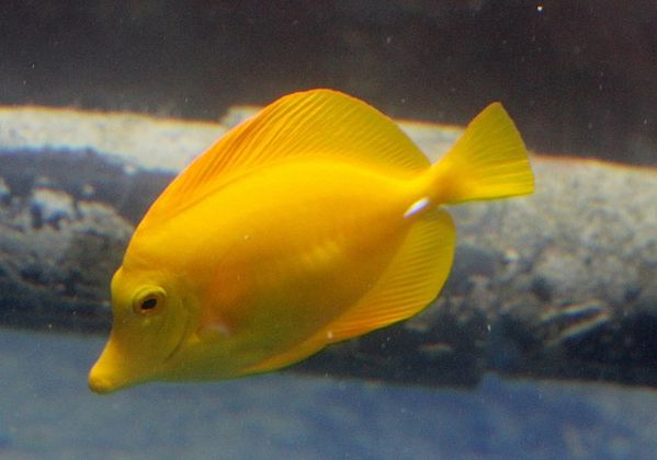 poissons-1-specimen 1940