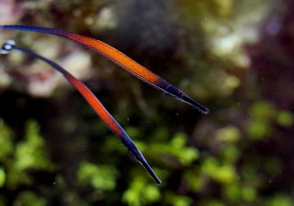 syngnathe doryrhamphus janssi