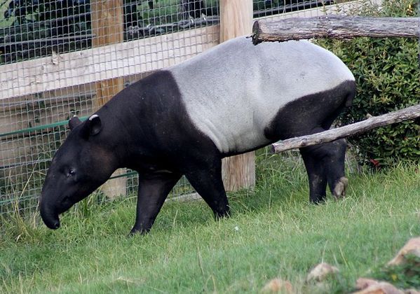 tapir de malaisie (3)