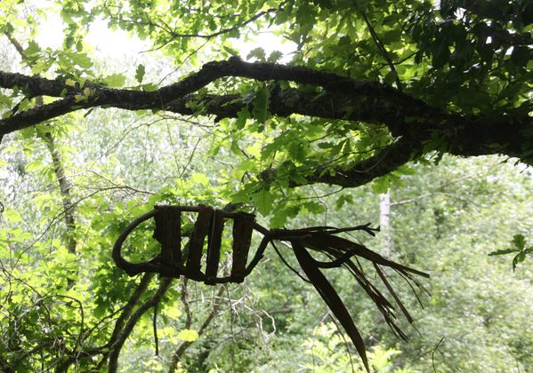 Divers-3-6583-Les-poissons-se-balancent-dans-les-branches-jpg