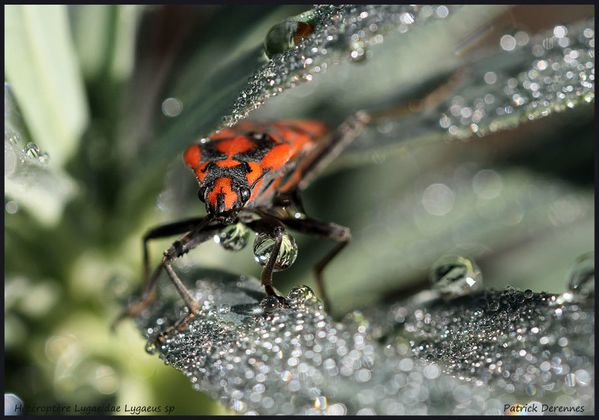 pot-pourri-10-2973Lygaeus_sp270912StV.jpg