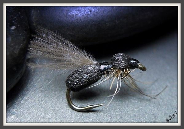 fourmis-light