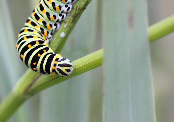 IMG_9658Papilio-machaon130710BesneBis650.jpg