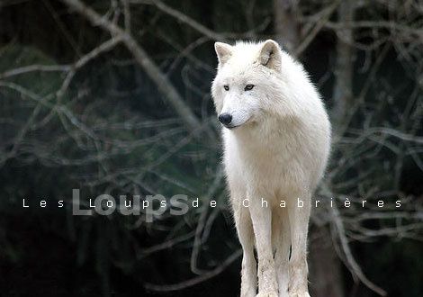 loup de chabrières