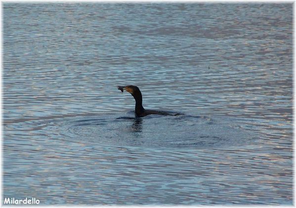 cormoran-avec-un-poisson-dans-le-bec.jpg