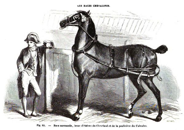 Race Normande Source Louis Moll 1861