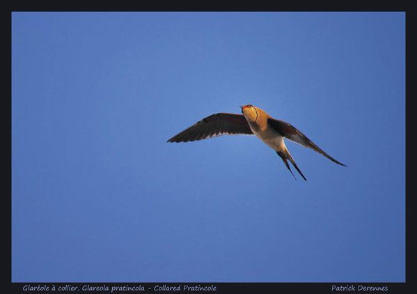 pot-pourri-9-9098Glareole290512Maroc.jpg