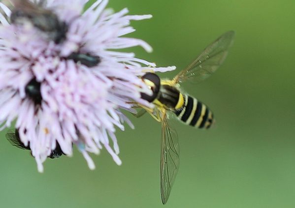 Sphaerophoria scripta (3)