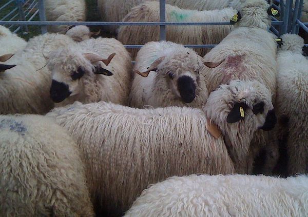 2010-10 foire moutons 05