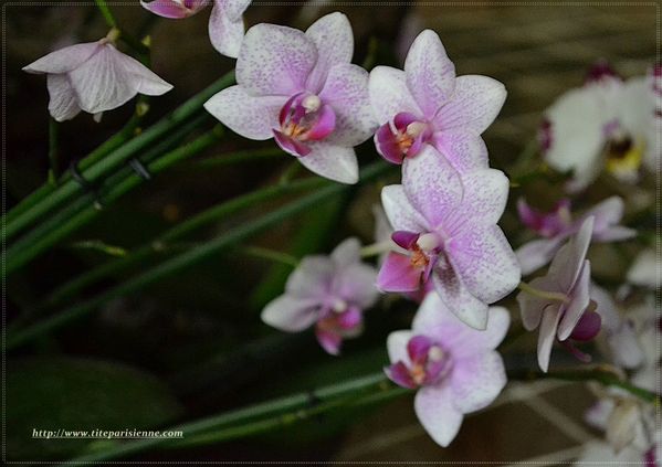 Orchidées Jardin des Plantes 4